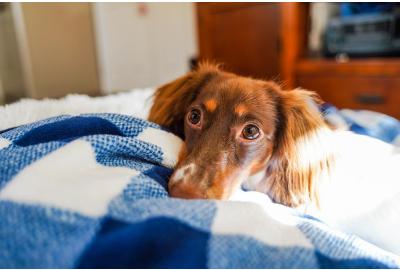 Adorable dog with puppy eyes, enjoying his cuddly blanket