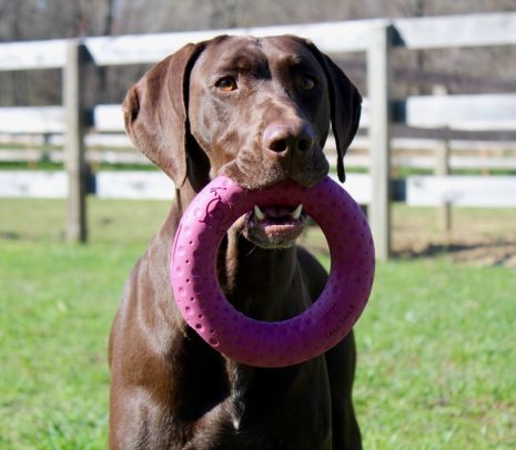 GOAT Sport Ring Dog Toy